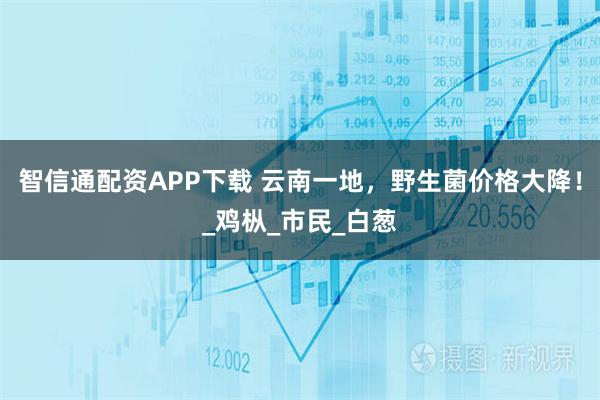 智信通配资APP下载 云南一地，野生菌价格大降！_鸡枞_市民_白葱